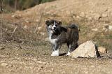 AKITA INU 018